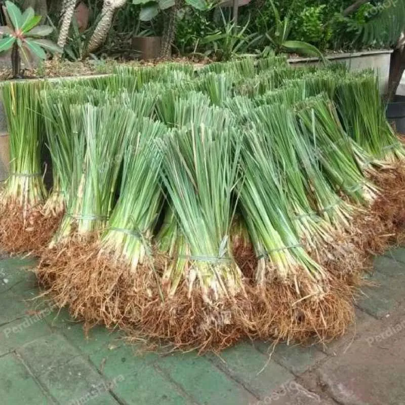 Jual Rumput Vetiver (Akar Wangi) - Rumput Penahan Erosi