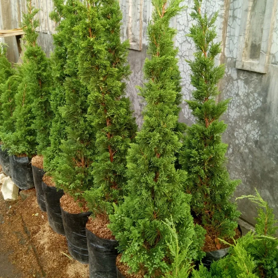 harga pohon cemara lilin_1