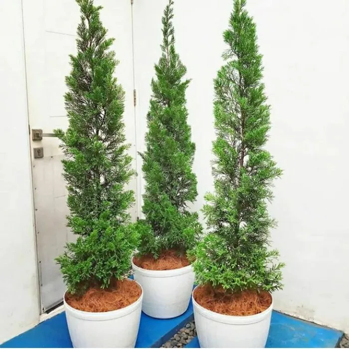 jual pohon cemara lilin_1