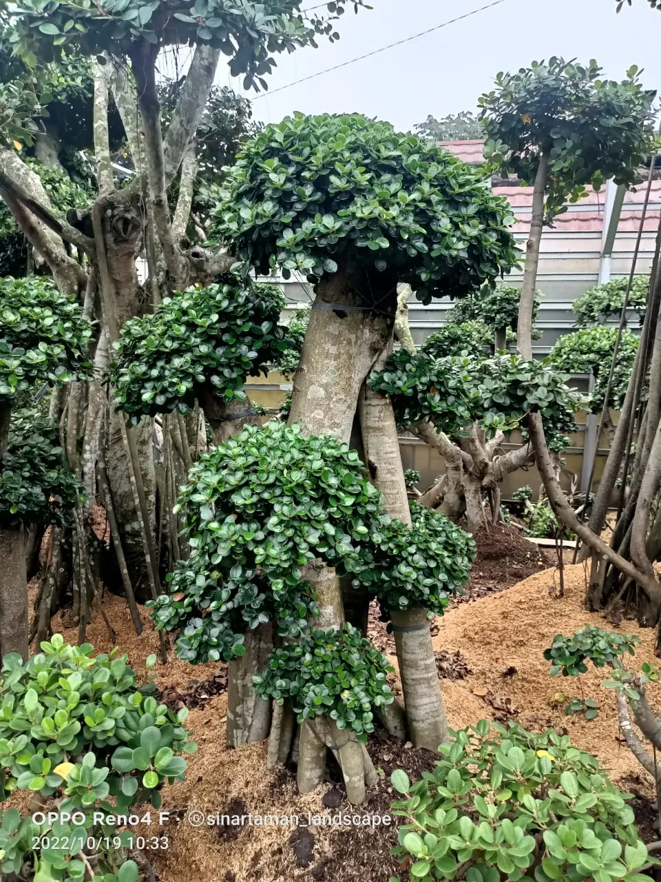 Jual Bonsai Beringin Korea Berkualitas