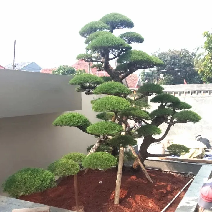 jual-bonsai-cemara-udang-berkualitas-67a07d2a07f8a