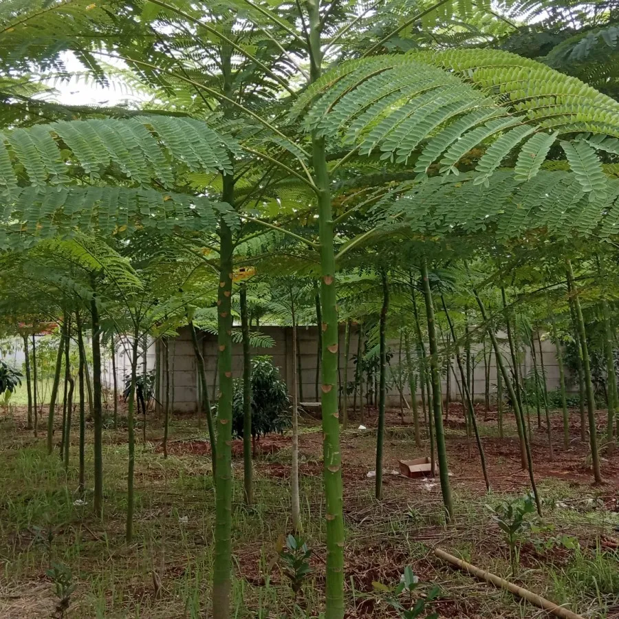 Tanaman Hias Solobium atau Pakis Brazil